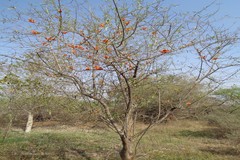 Tecomella undulata